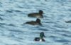 Tufted Duck at Paglesham Lagoon (Steve Arlow) (56223 bytes)